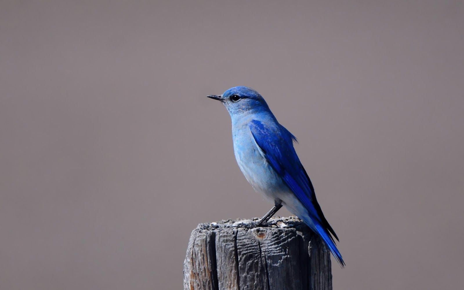 Blue Birds Wallpapers Wallpaper Cave