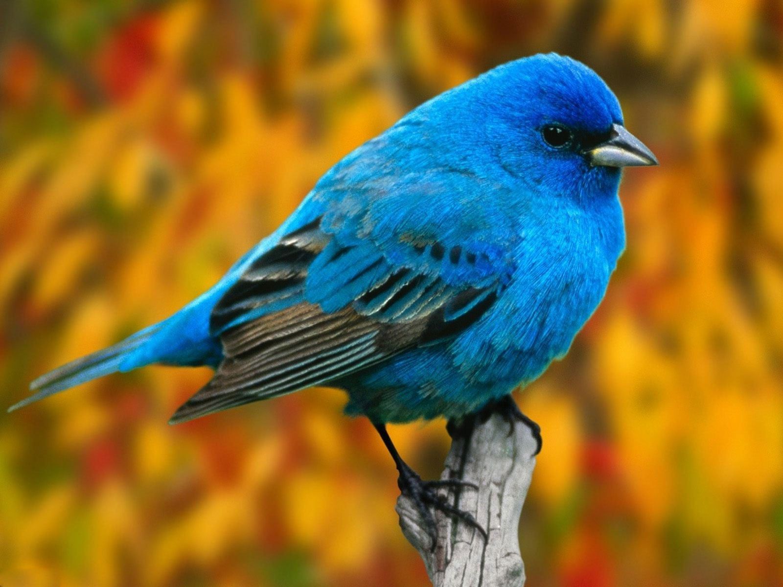 Blue Birds Wallpapers Wallpaper Cave