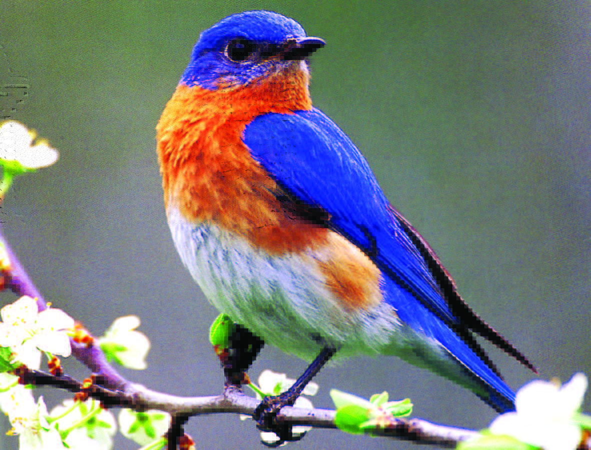 Pretty Blue Bird Wallpapers Wallpaper Cave