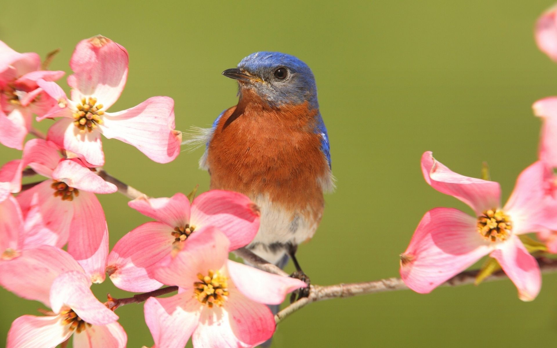 Blue Birds Wallpapers Wallpaper Cave