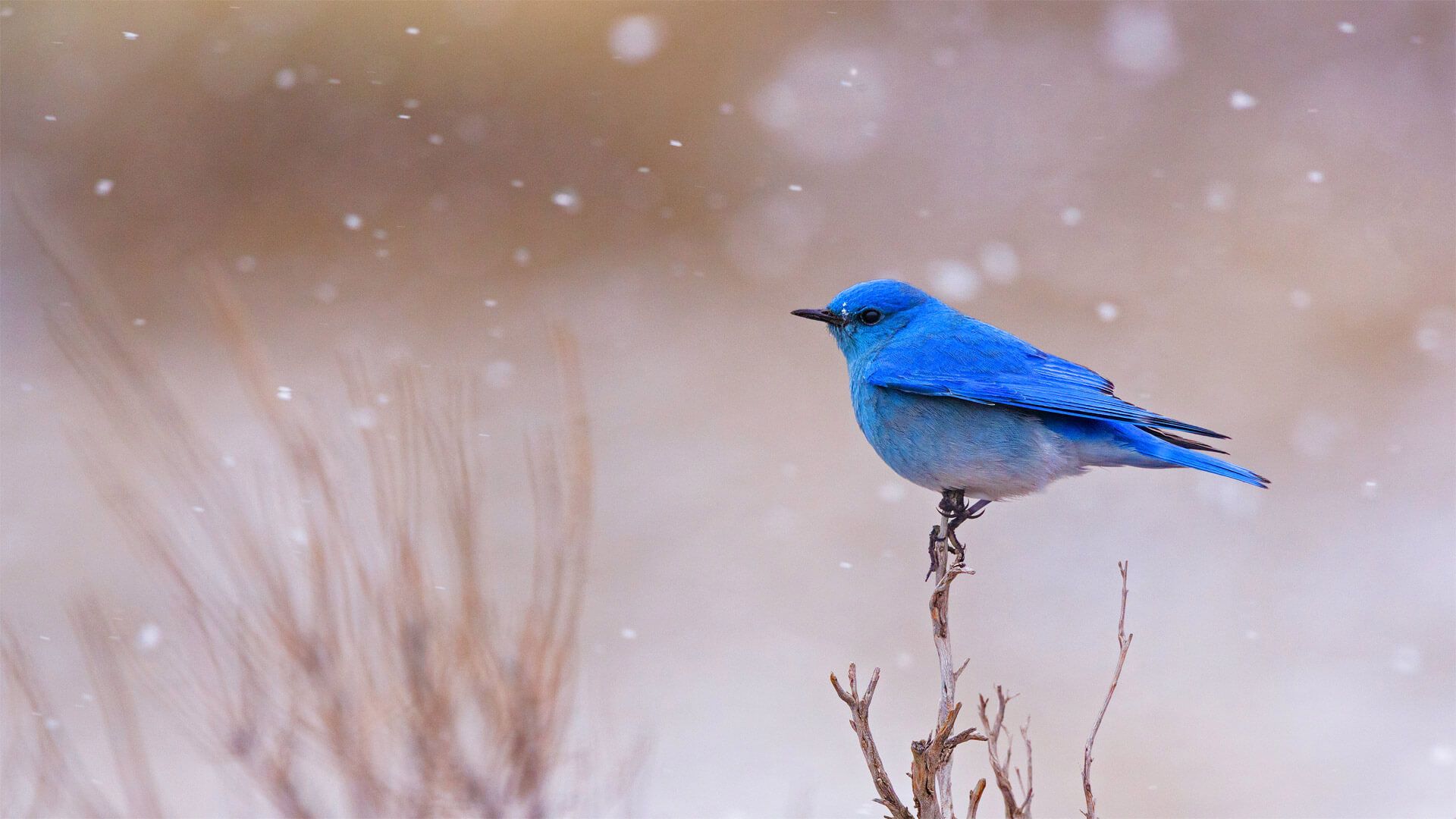 Mountain Bluebird Wallpapers Wallpaper Cave
