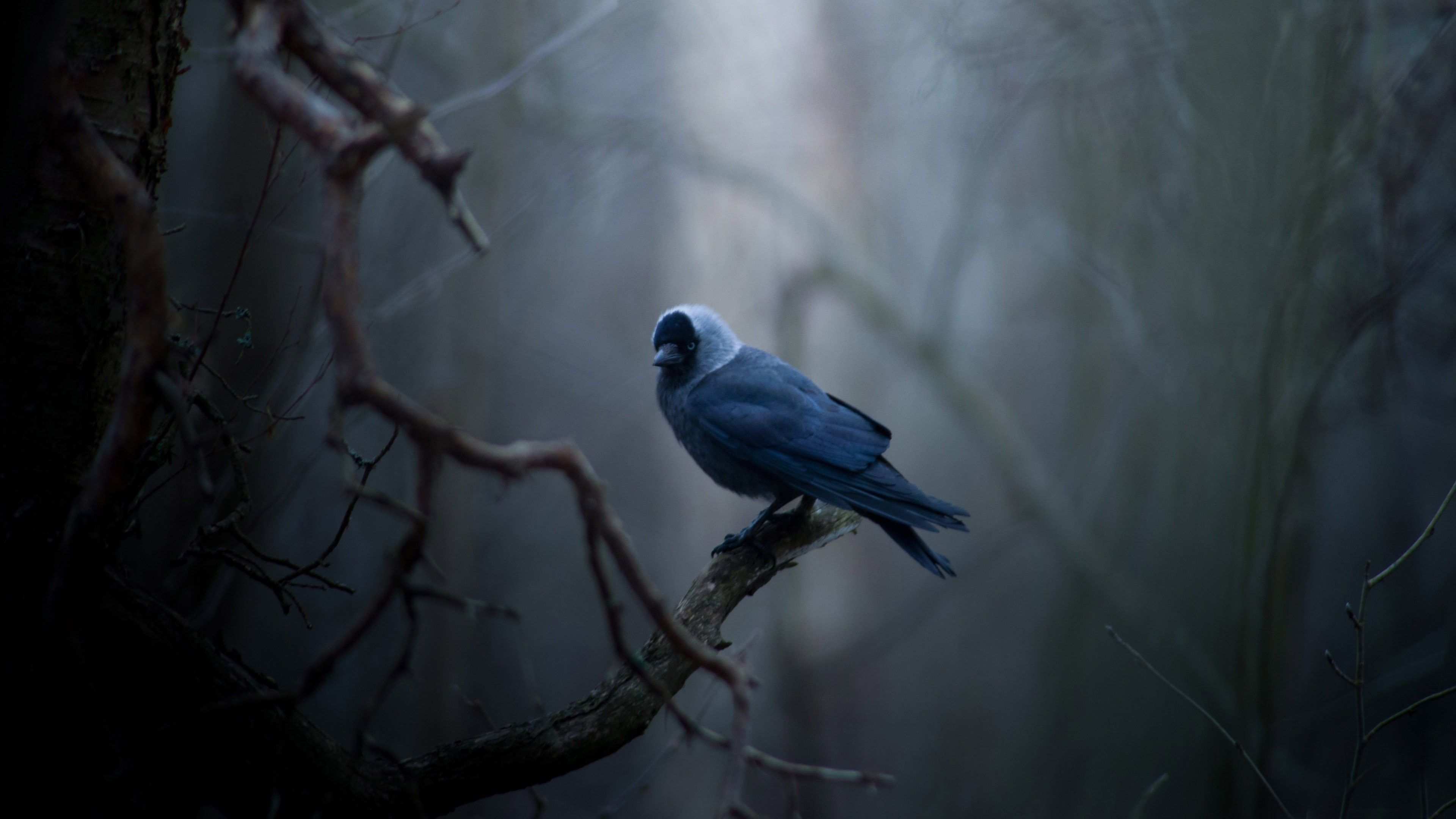 Blue Birds Wallpapers Wallpaper Cave