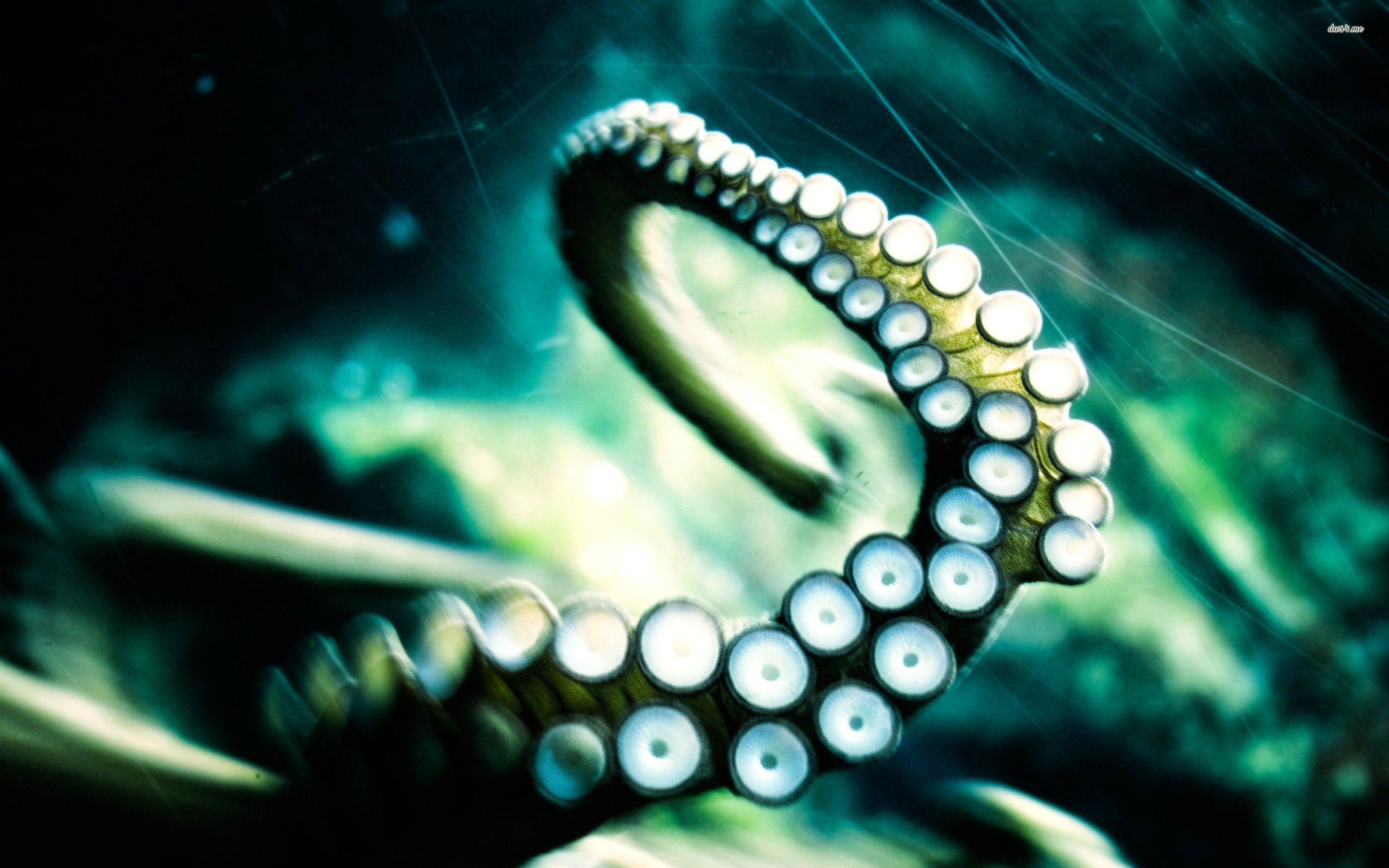 Tentacle Wallpapers Wallpaper Cave
