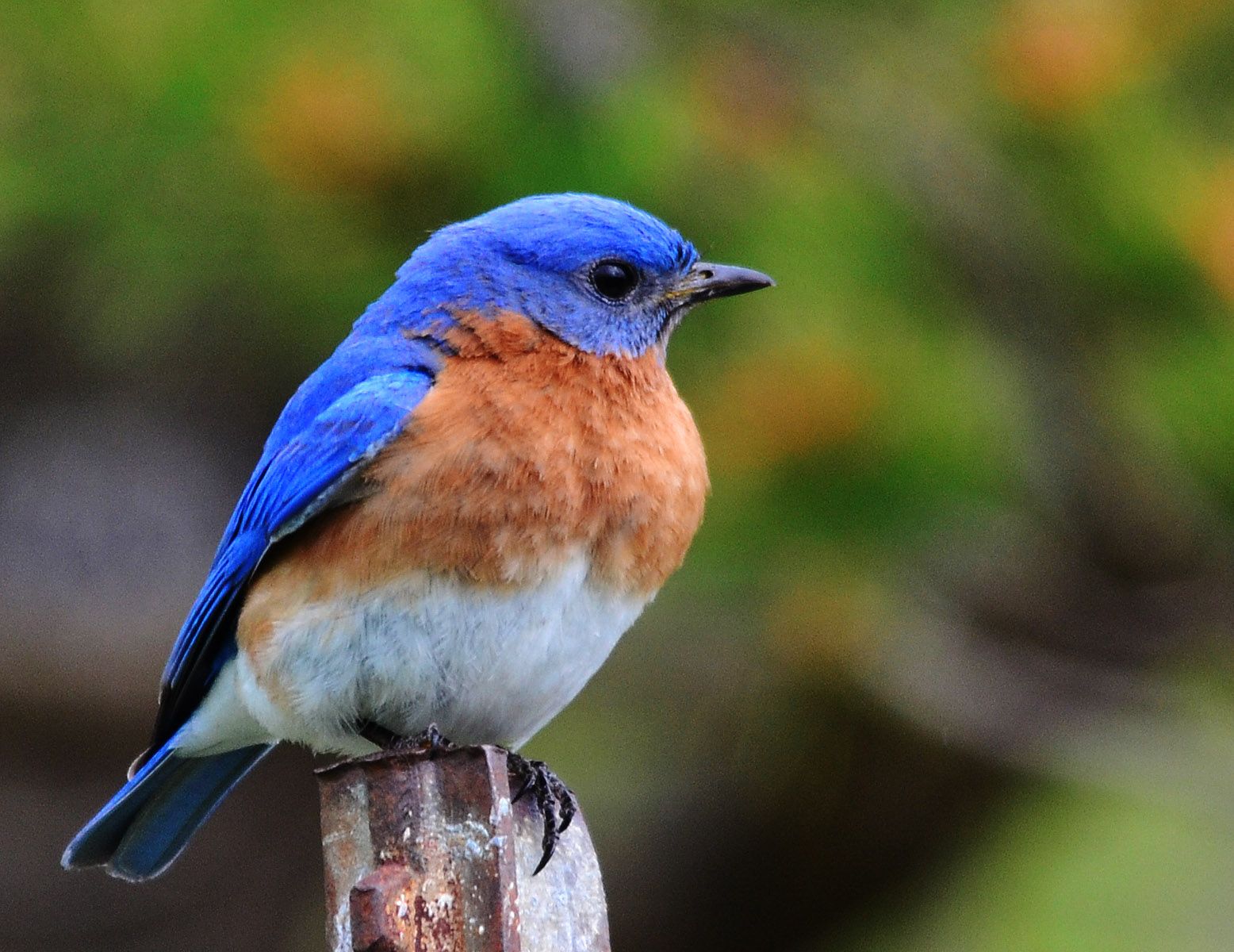 Blue Birds Wallpapers Wallpaper Cave