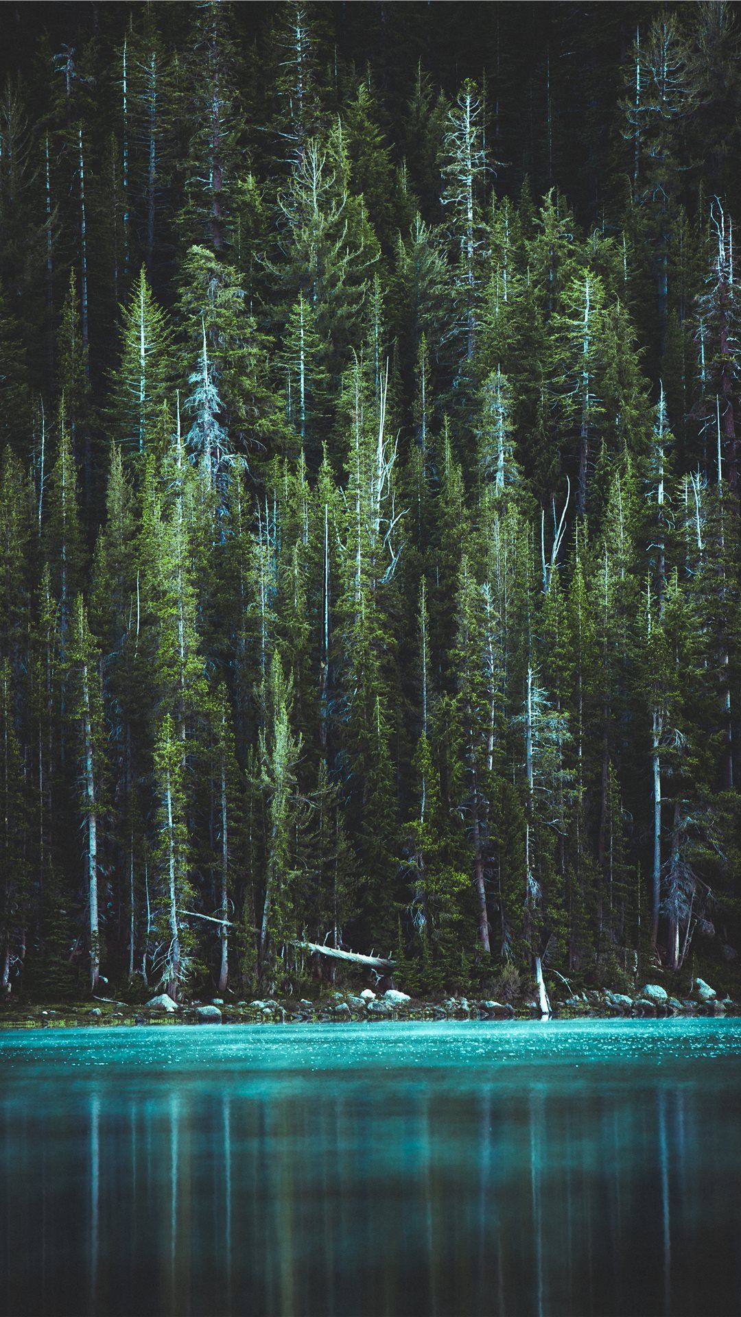 Forest iPhone Wallpapers Wallpaper Cave