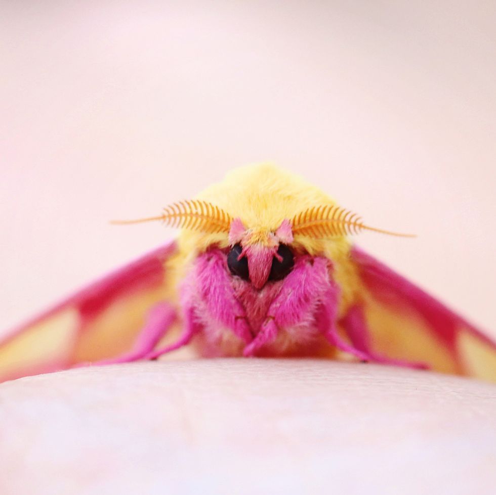 Cute Moth Wallpapers Wallpaper Cave