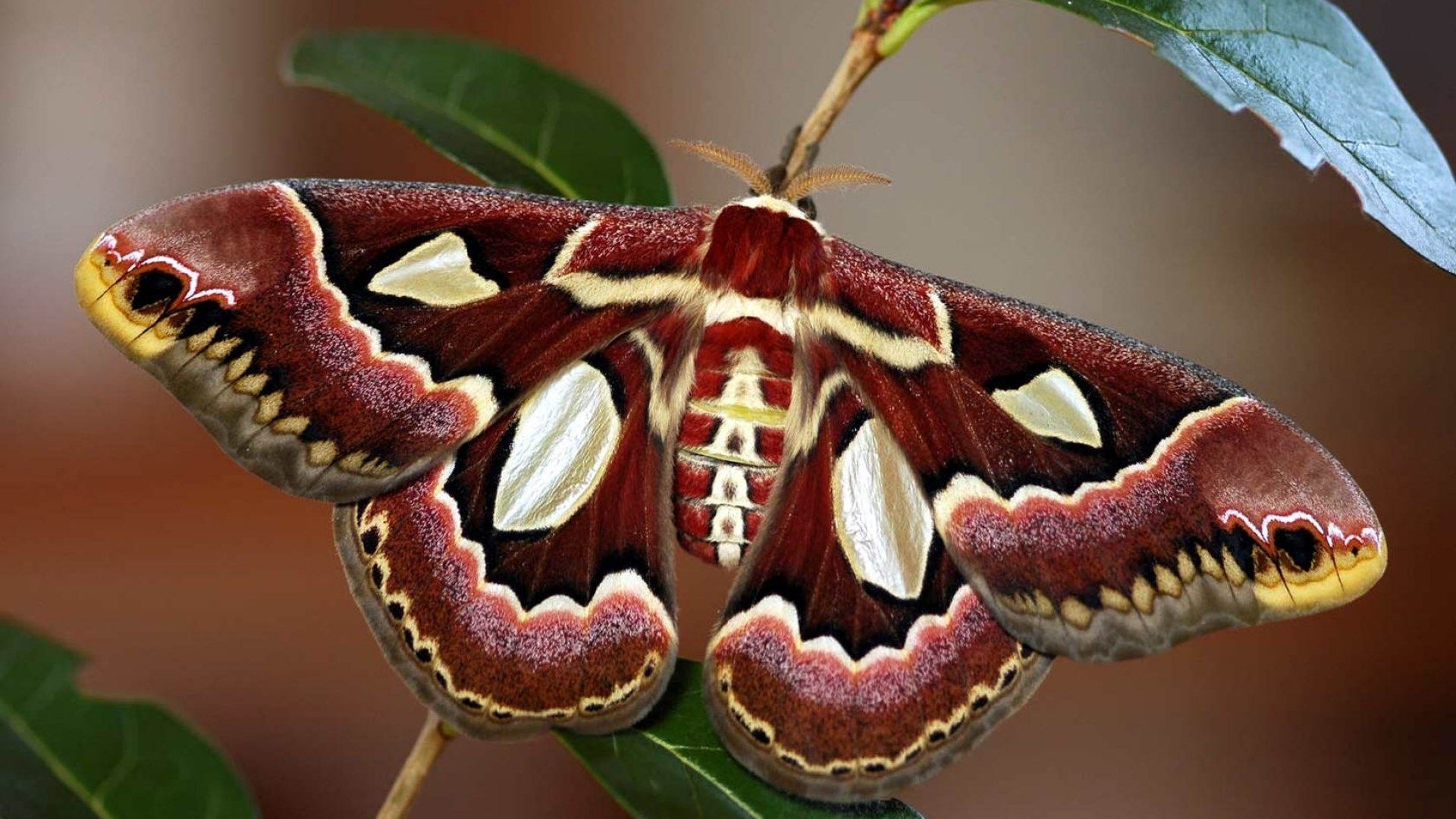 Cute Moth Wallpapers Wallpaper Cave