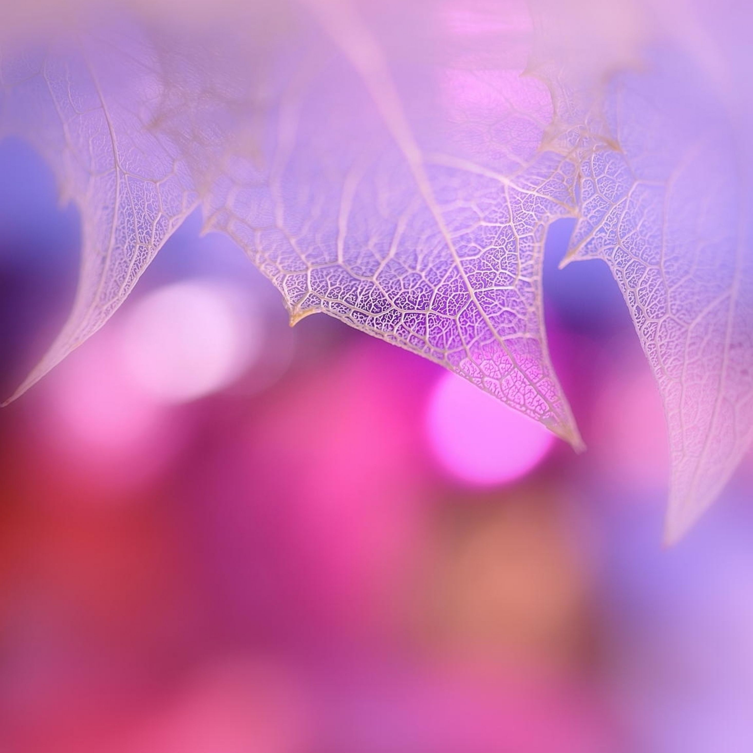 Pink Leaf Wallpapers Wallpaper Cave