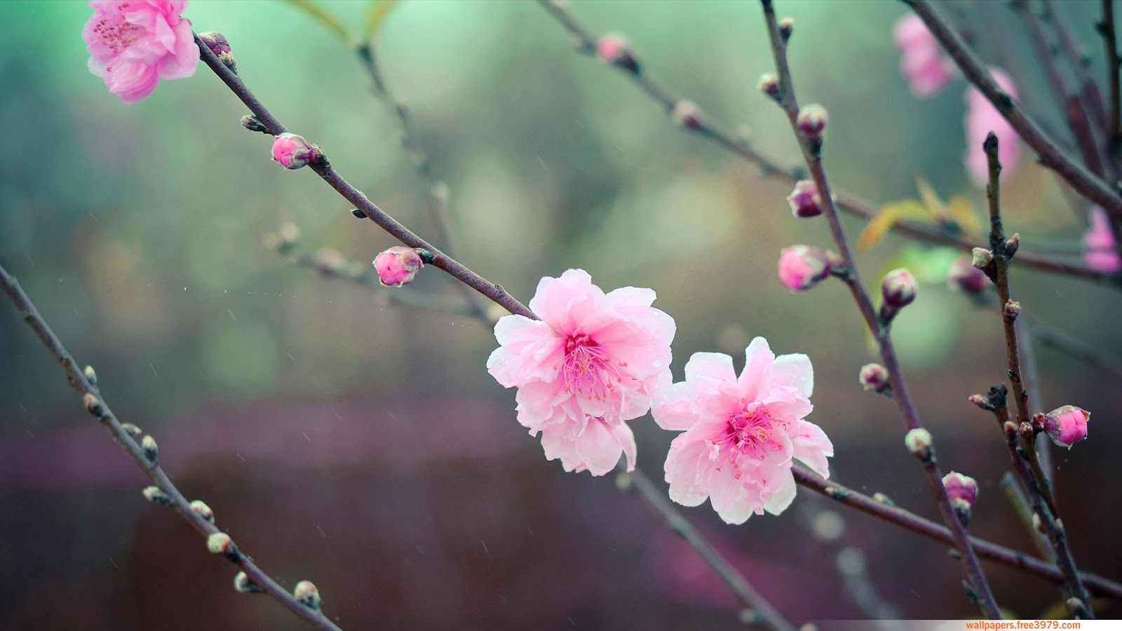 Peach Blossom Wallpapers Wallpaper Cave