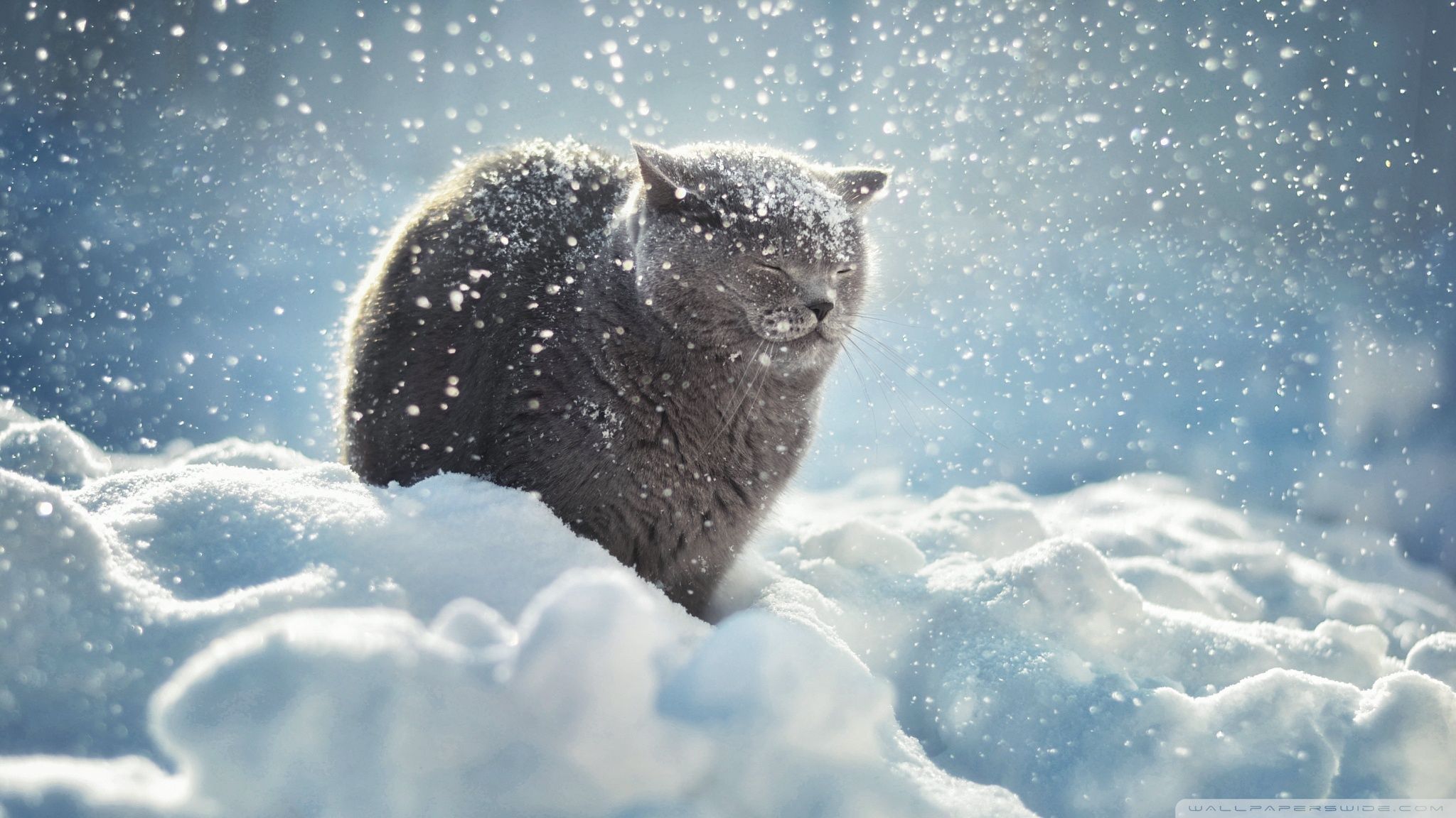 Winter Kittens Cute Wallpapers Wallpaper Cave