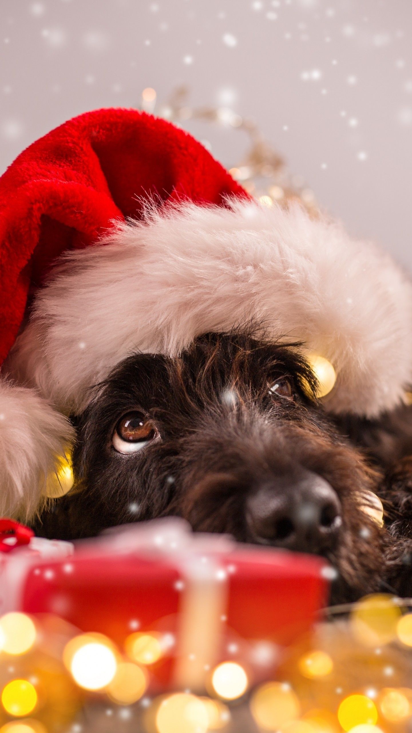 Christmas Animals Cute Wallpapers Wallpaper Cave
