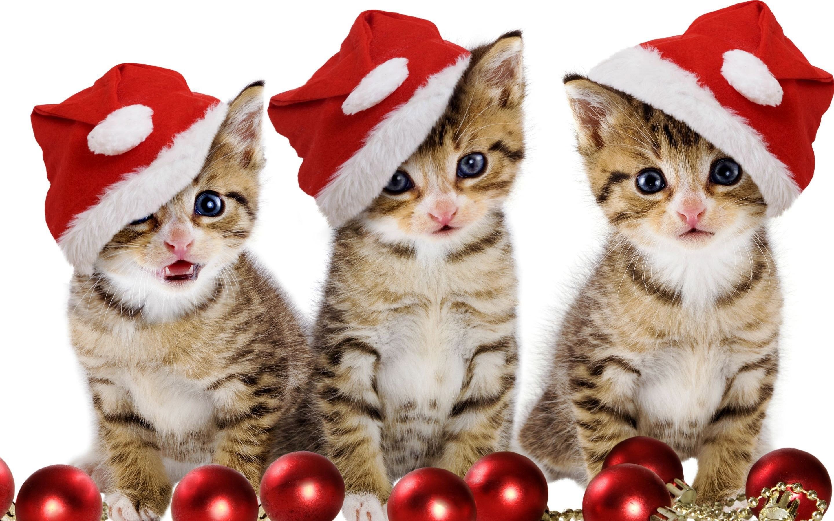 Christmas Animals Cute Wallpapers Wallpaper Cave