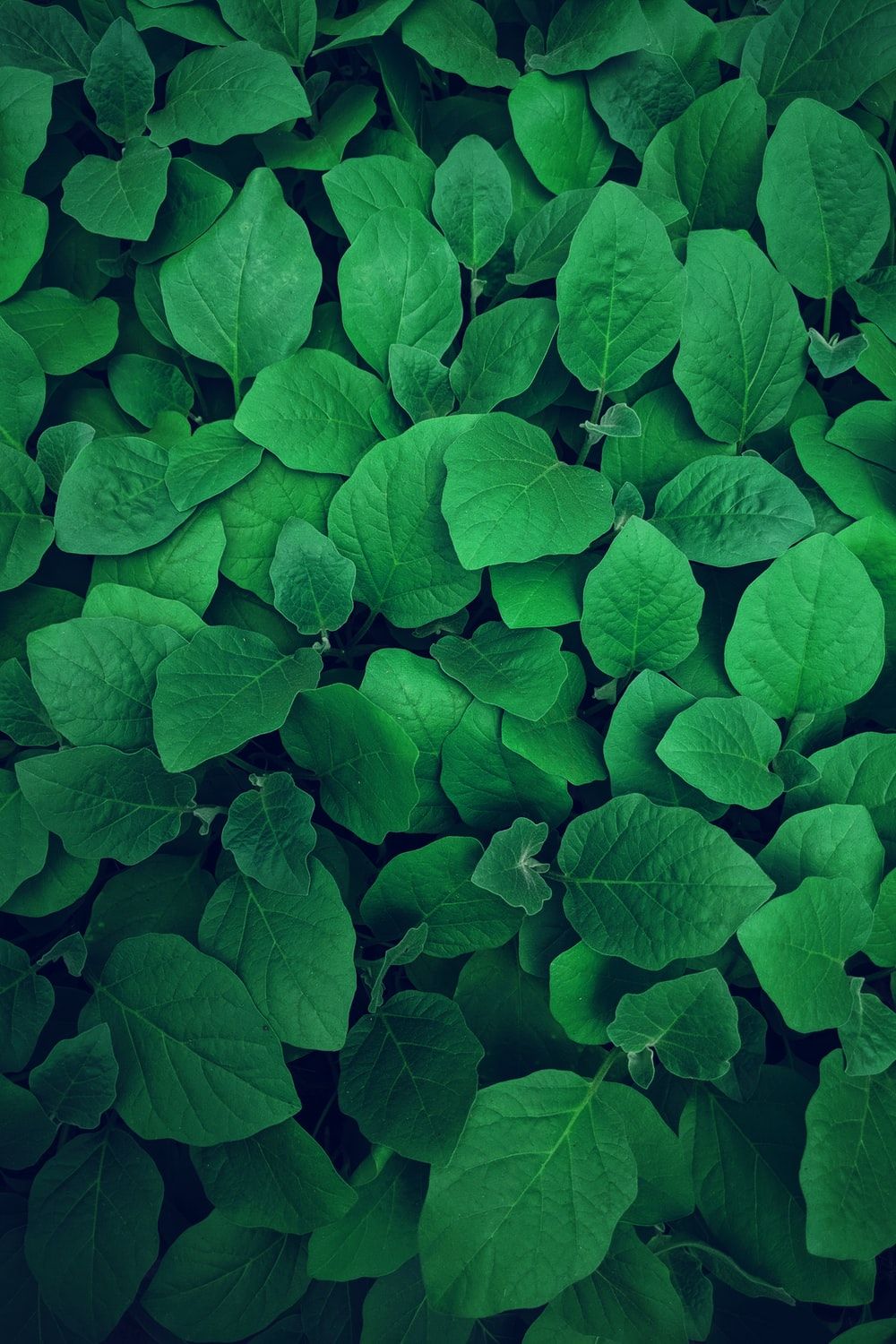 Green Plants Wallpapers Wallpaper Cave