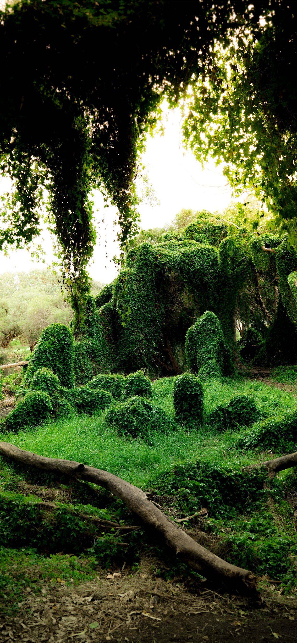 Green Plants Wallpapers Wallpaper Cave