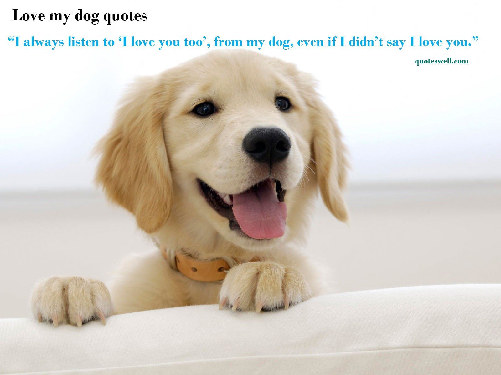 Dog Quotes Wallpapers Wallpaper Cave