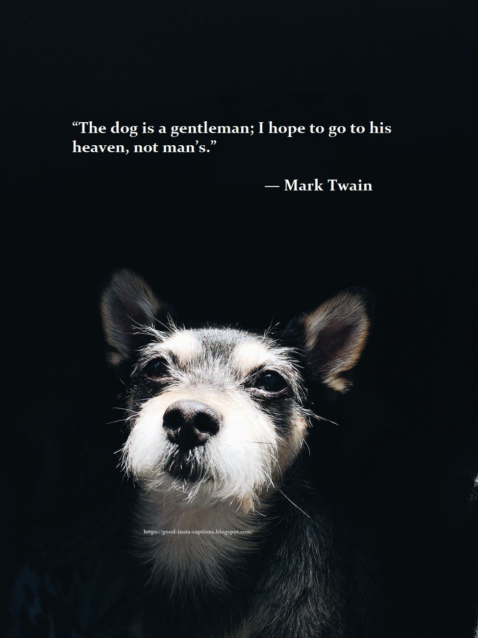 Dog Quotes Wallpapers Wallpaper Cave