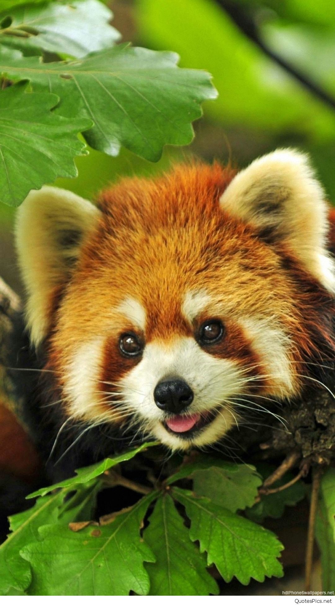 Mobile Animal Wallpapers Wallpaper Cave