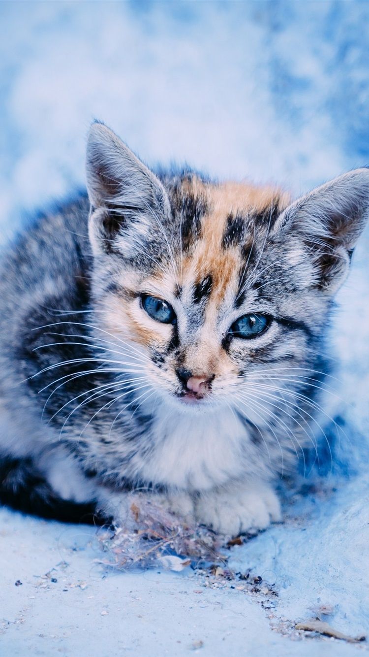 Cute Winter Kitten Wallpapers Wallpaper Cave