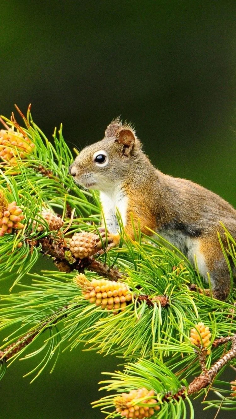 Animal Phone Wallpapers Wallpaper Cave