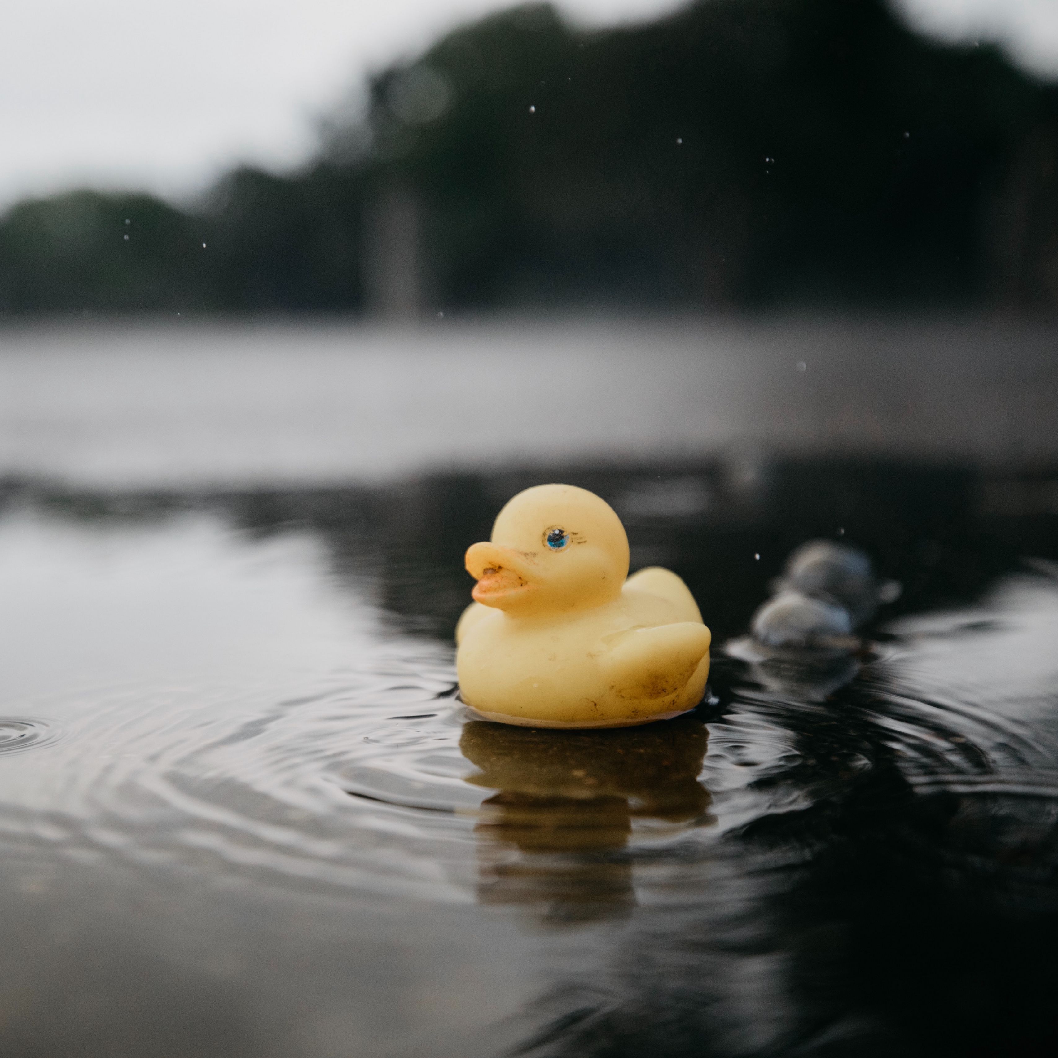 Duck Rubber Wallpapers Wallpaper Cave