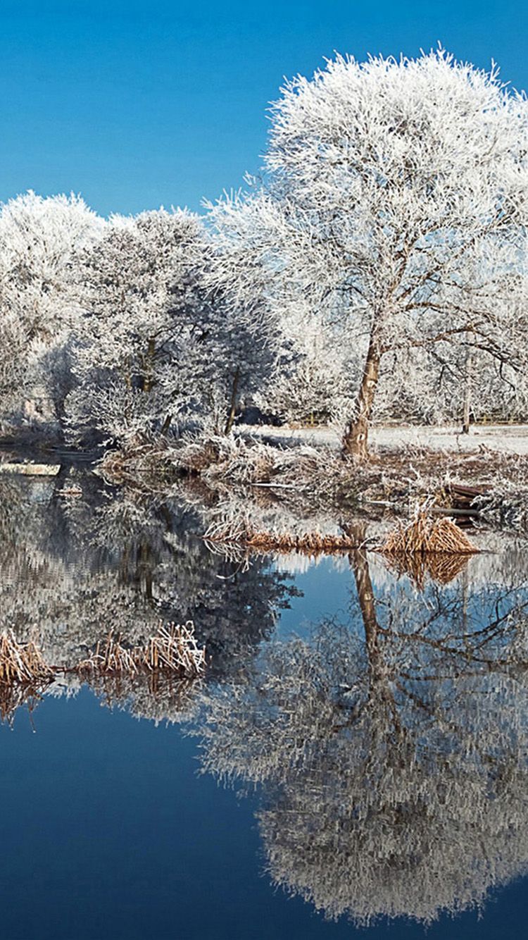 iPhone Winter Tree Wallpapers Wallpaper Cave