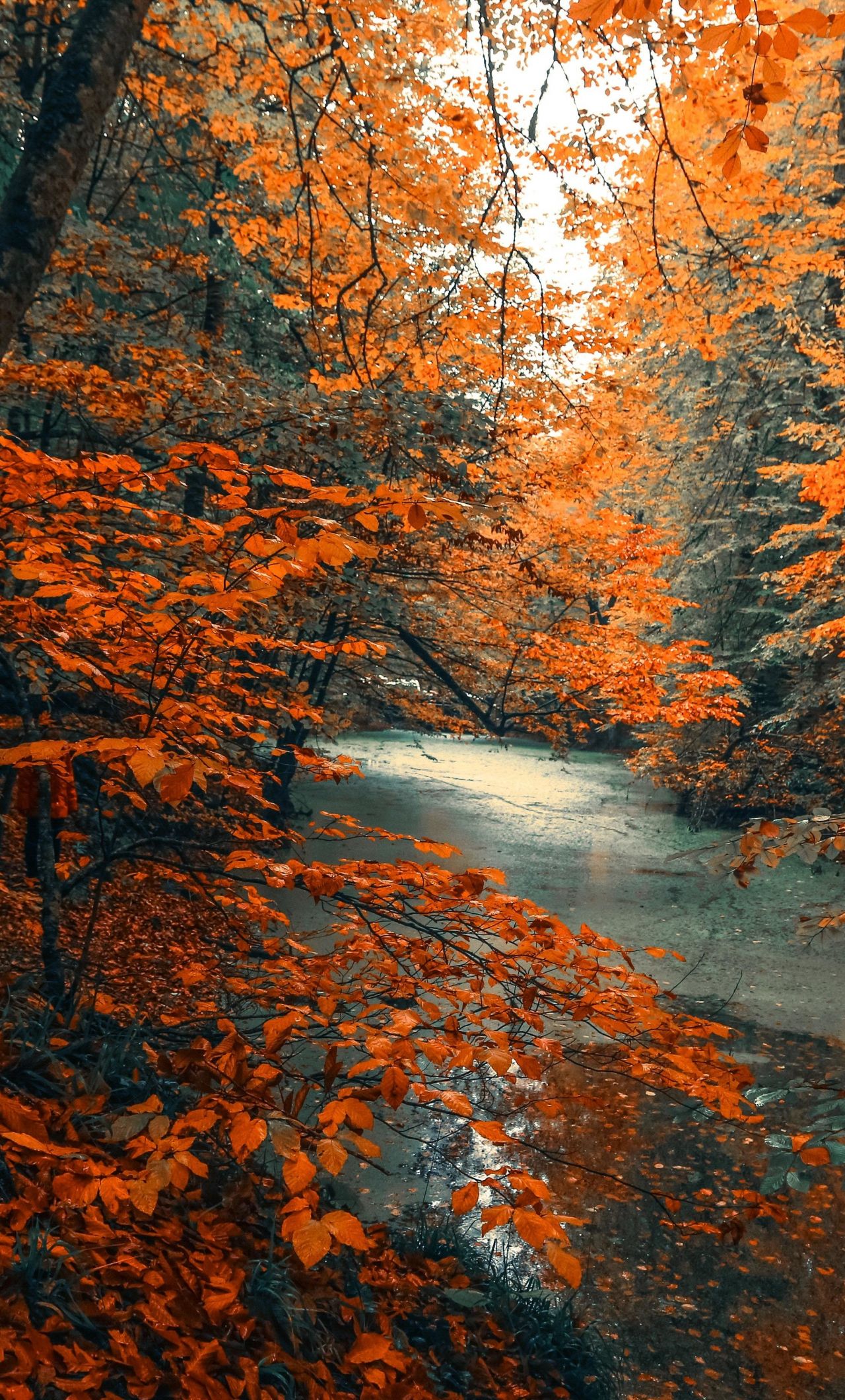 Forest Autumn Orange Wallpapers Wallpaper Cave