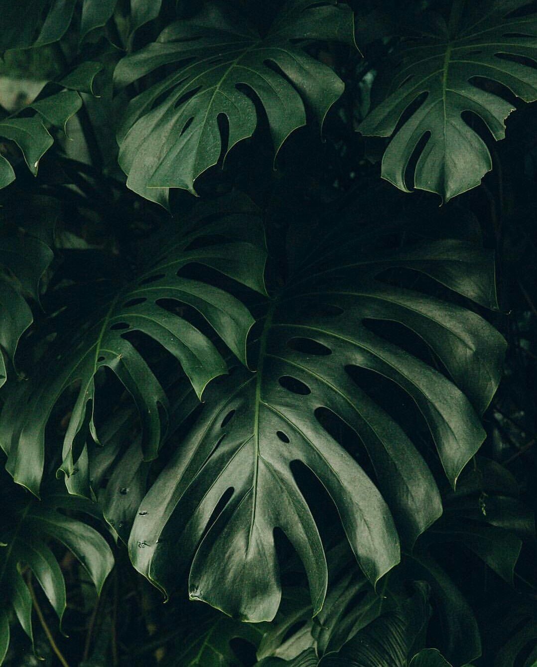 Green Aesthetic Plant Wallpapers Wallpaper Cave