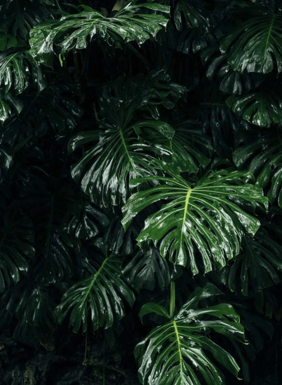 Tropical Plant Wallpapers Wallpaper Cave