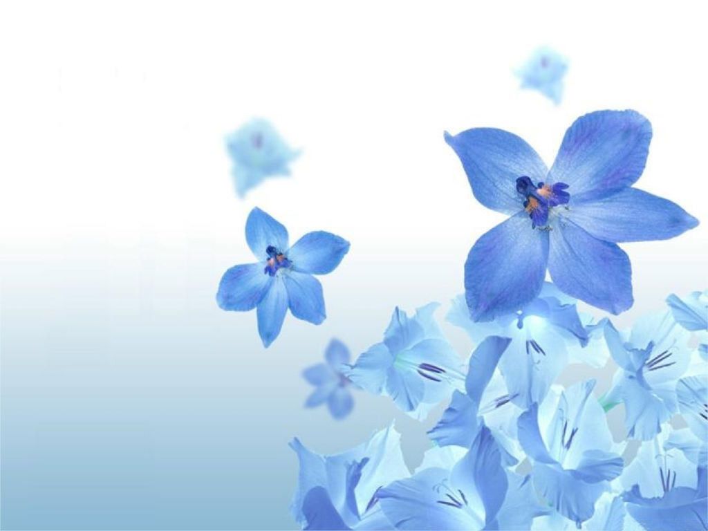 Blue Flowers Anime Wallpapers Wallpaper Cave