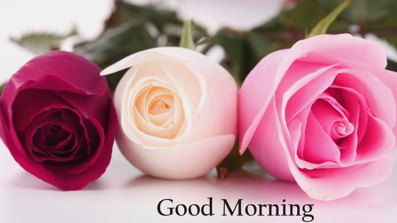 Good Morning Flowers Wallpapers Wallpaper Cave