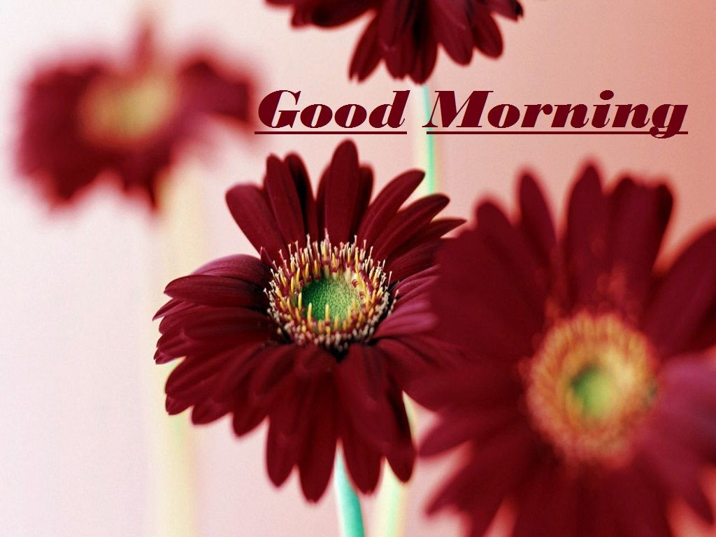 Best Good Morning Flower Wallpaper Best Flower Site