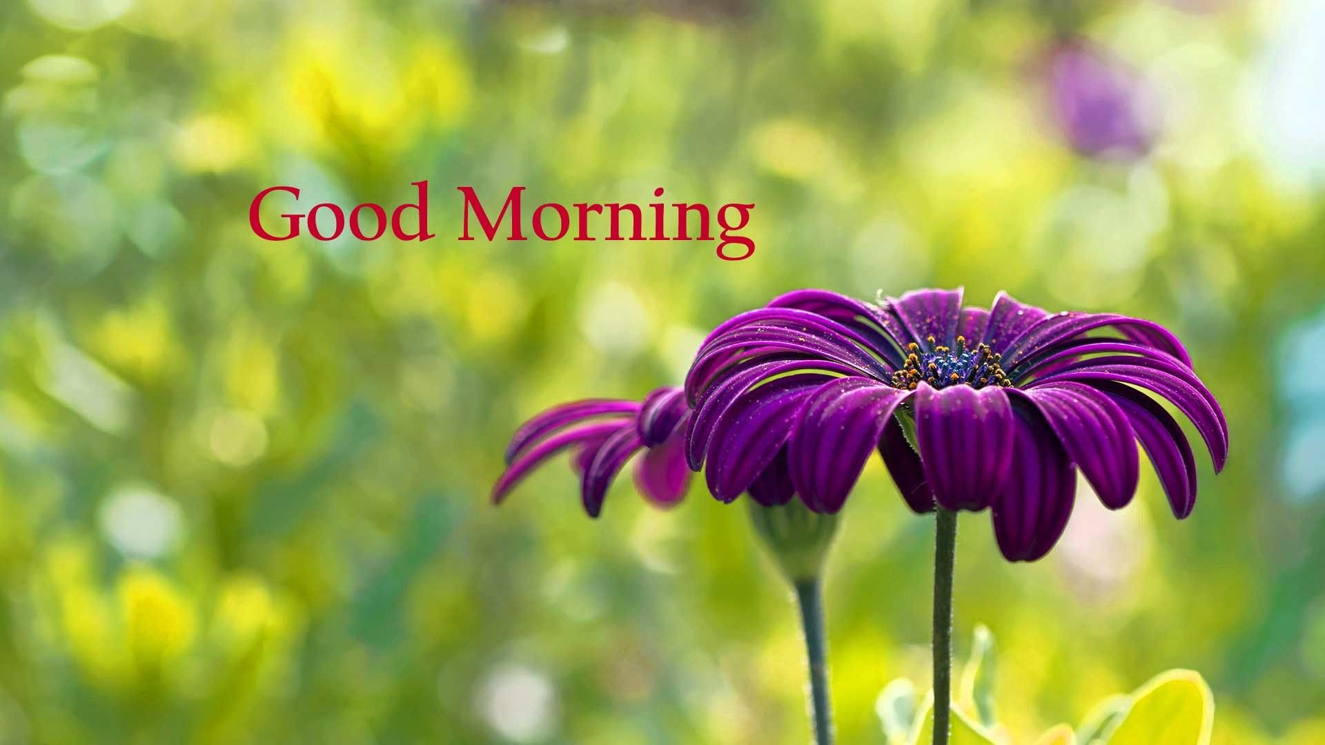 Good Morning Flowers Wallpapers Wallpaper Cave