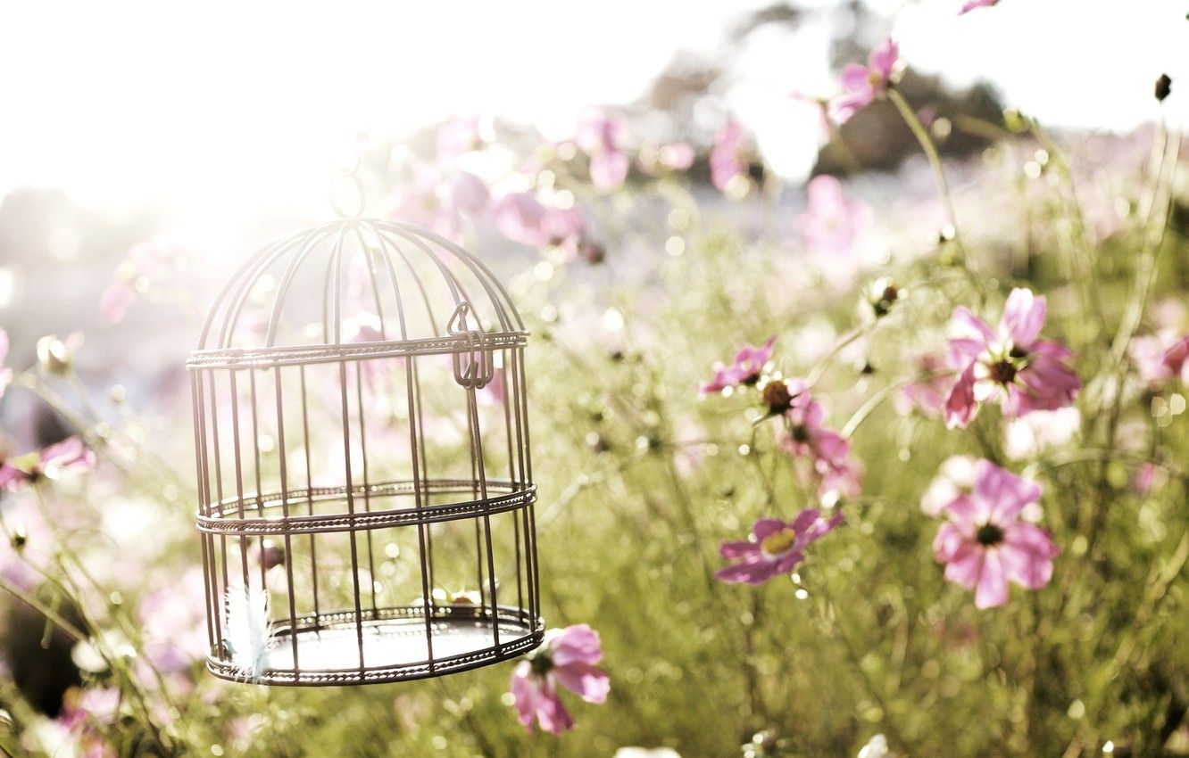 Bird Cage Wallpapers Wallpaper Cave