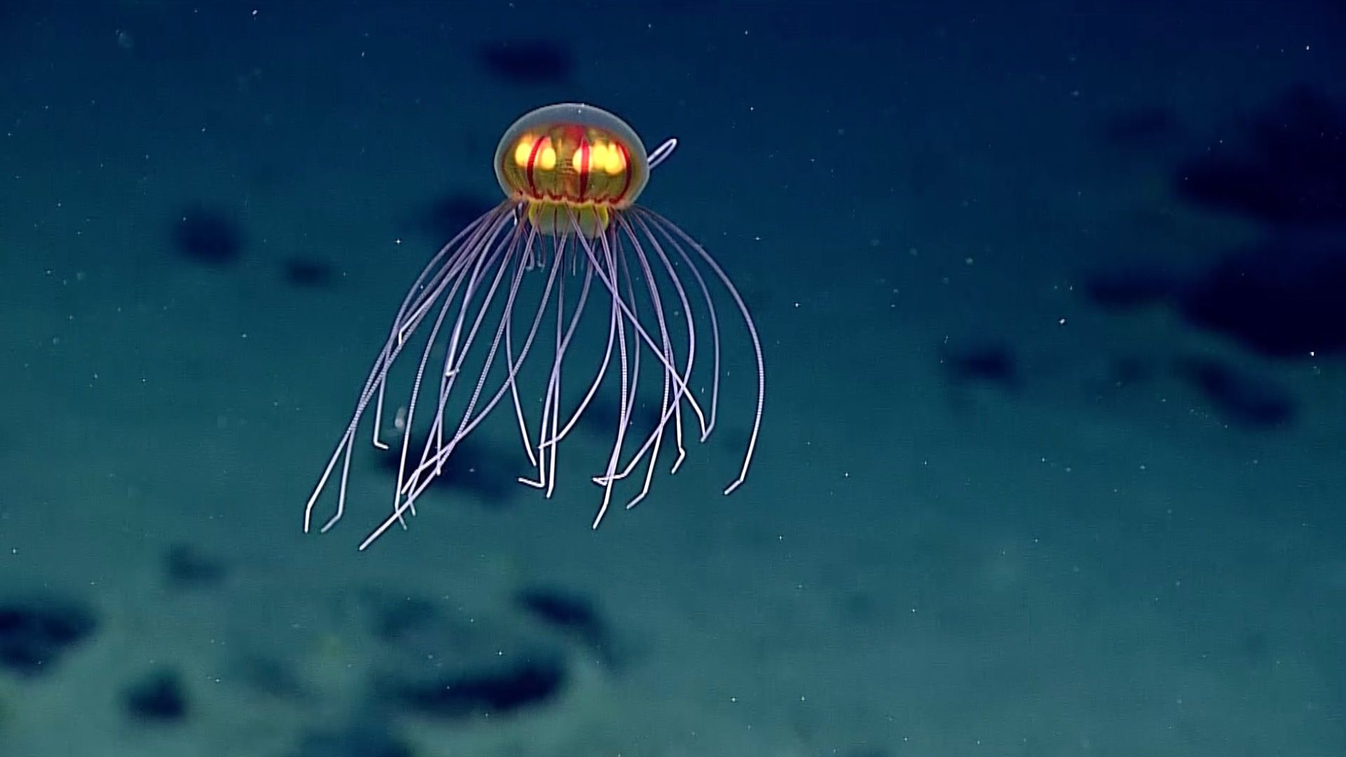 Mariana Trench Wallpapers Wallpaper Cave