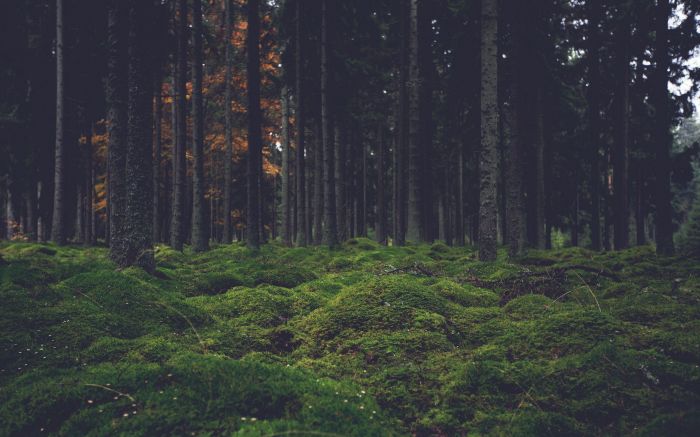 4k Forest Trees Wallpapers - Wallpaper Cave 4k Forest Trees Wallpapers - Wallpaper Cave