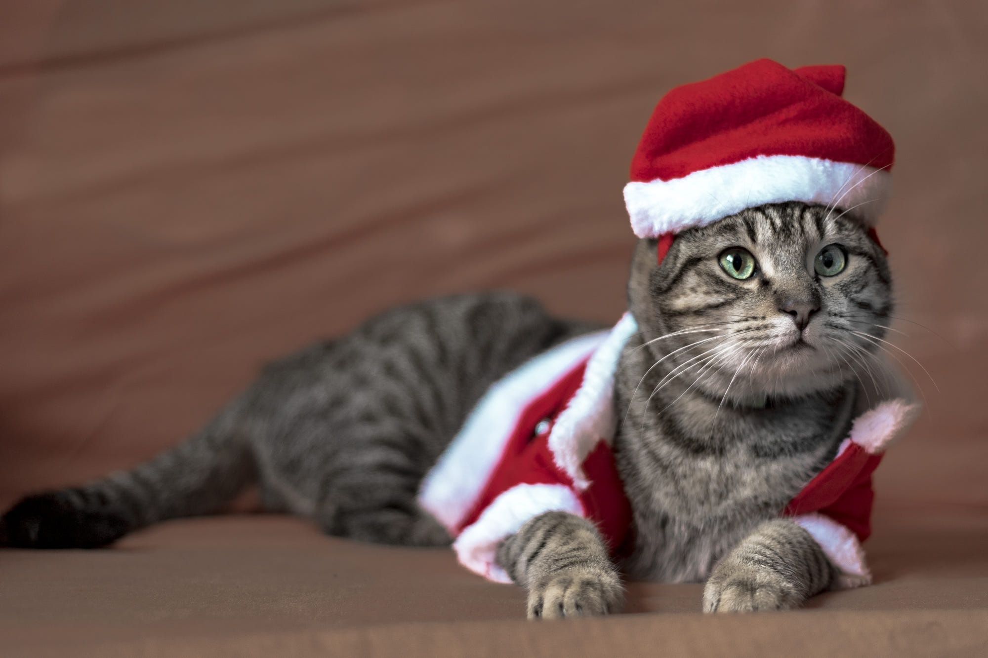 Cat With Santa Hat Wallpapers Wallpaper Cave