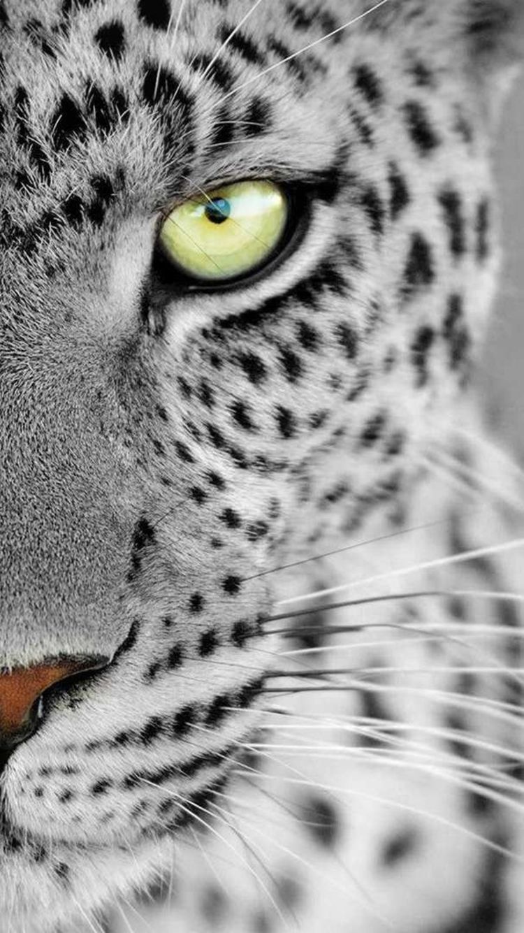 Android HD Nature Animal Wallpapers Wallpaper Cave