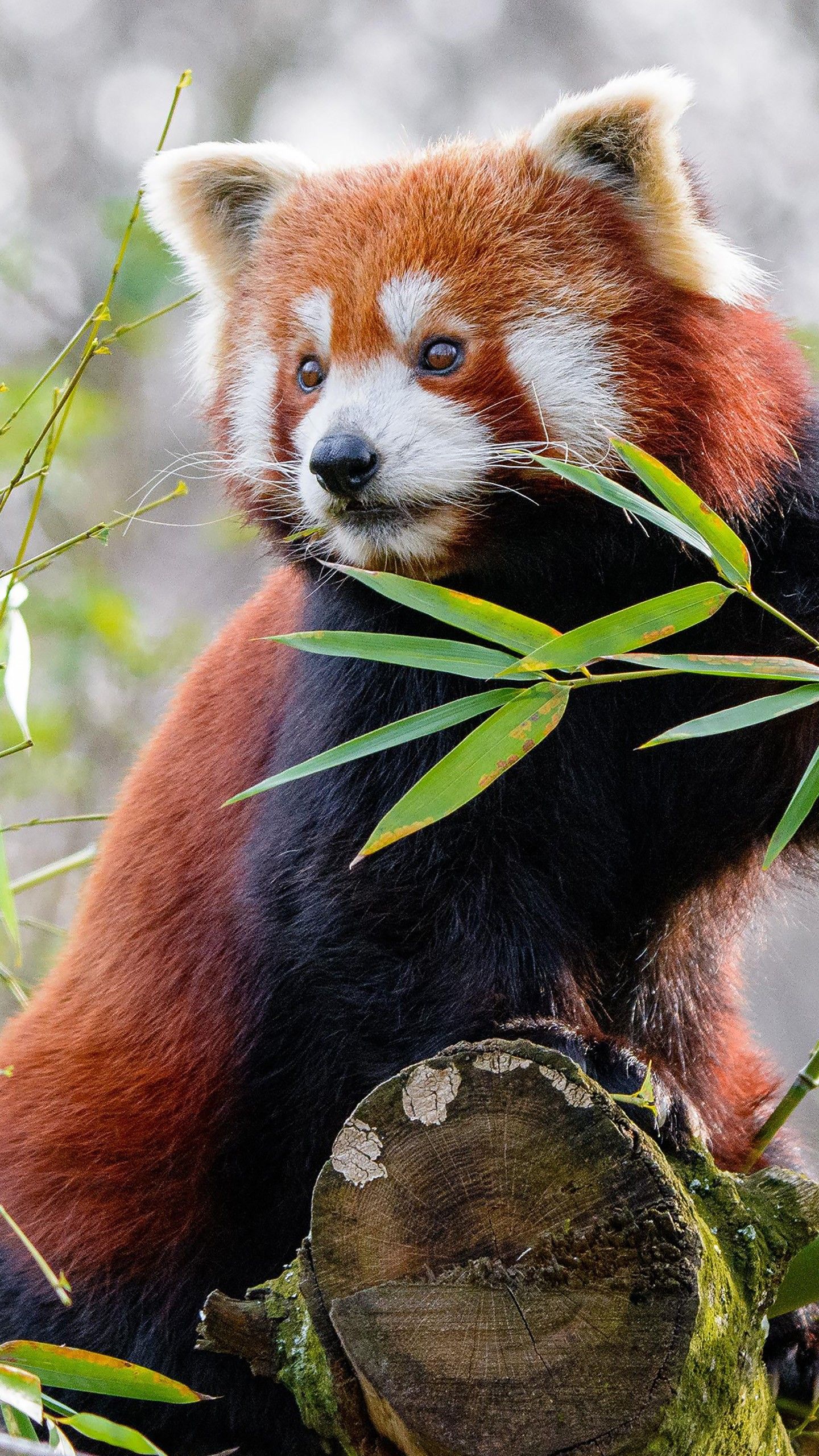 Red Panda HD Phone Wallpapers Wallpaper Cave