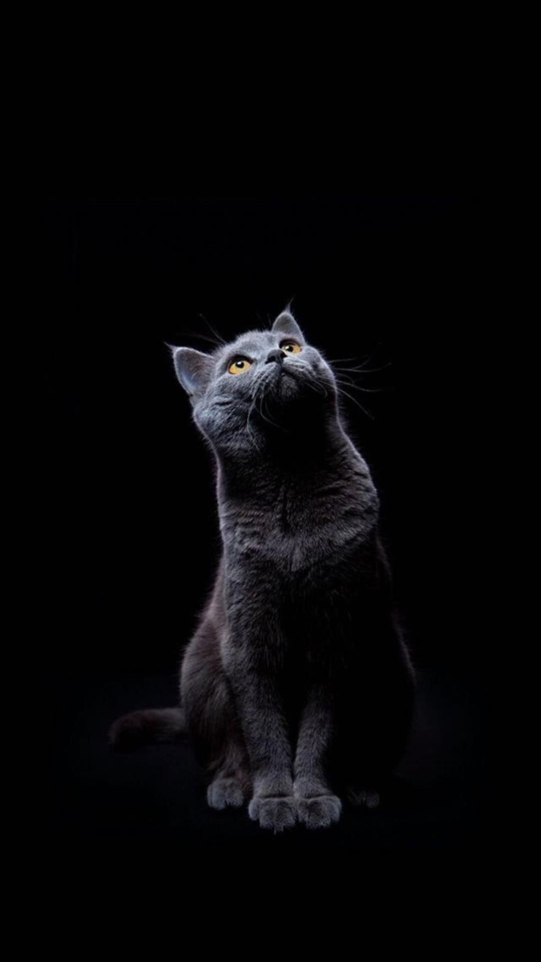 Grey Cat Wallpapers Wallpaper Cave