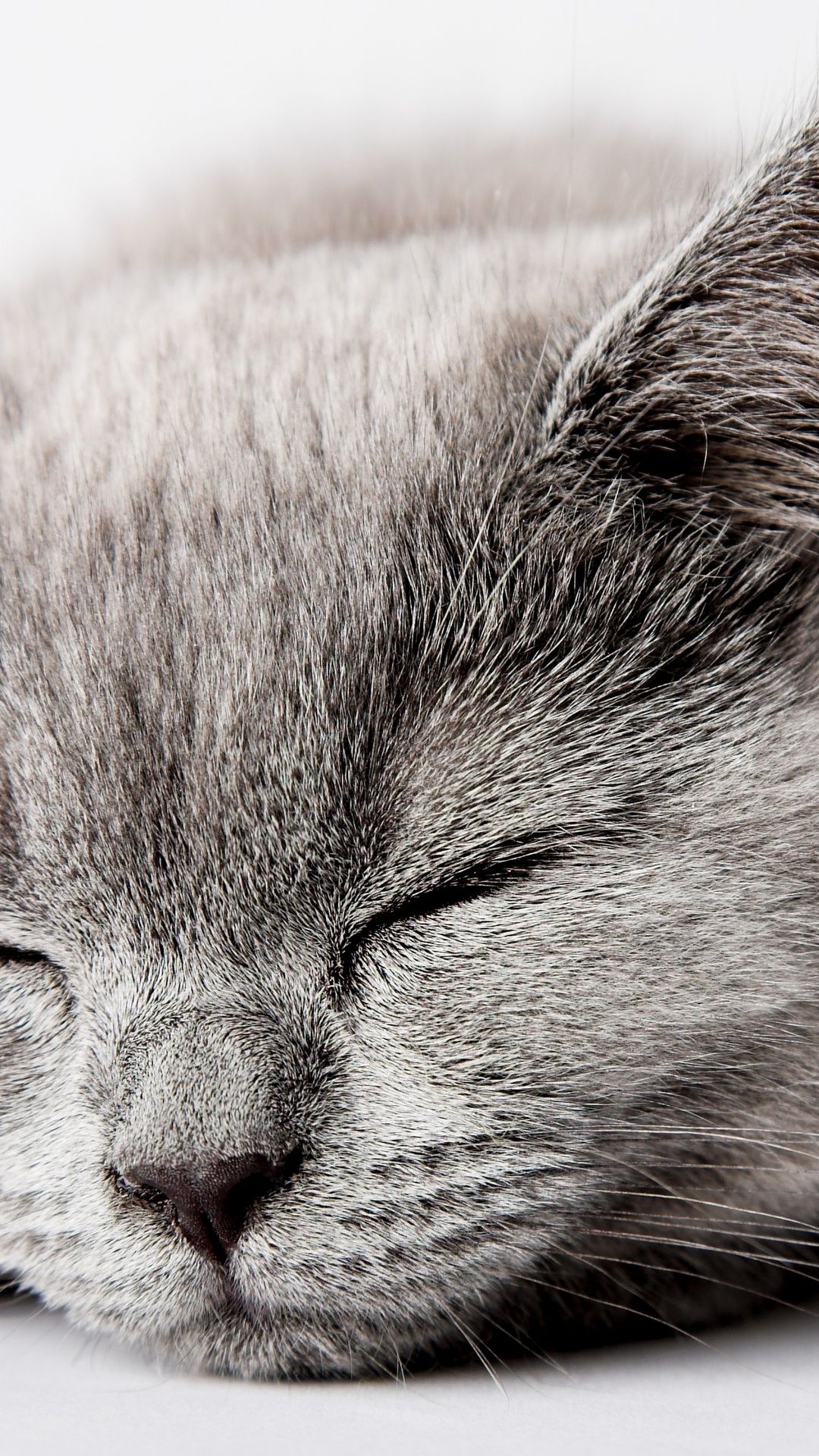 Grey Cat Wallpapers Wallpaper Cave