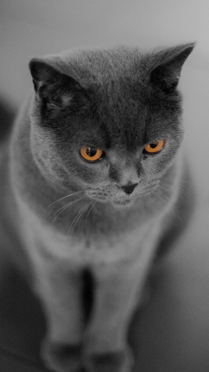 Grey Cat Wallpapers Wallpaper Cave