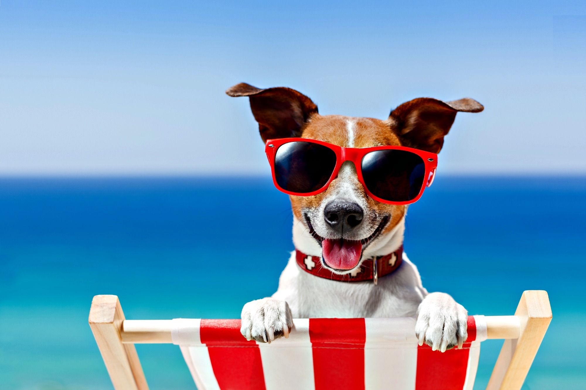 Summer Dogs Wallpapers Wallpaper Cave