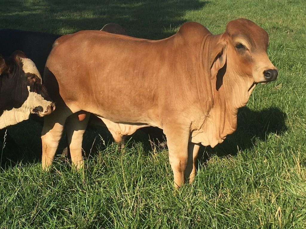 Brahman Cattle Wallpaper / Brahman Cows Pictures Brahman Cows Stock