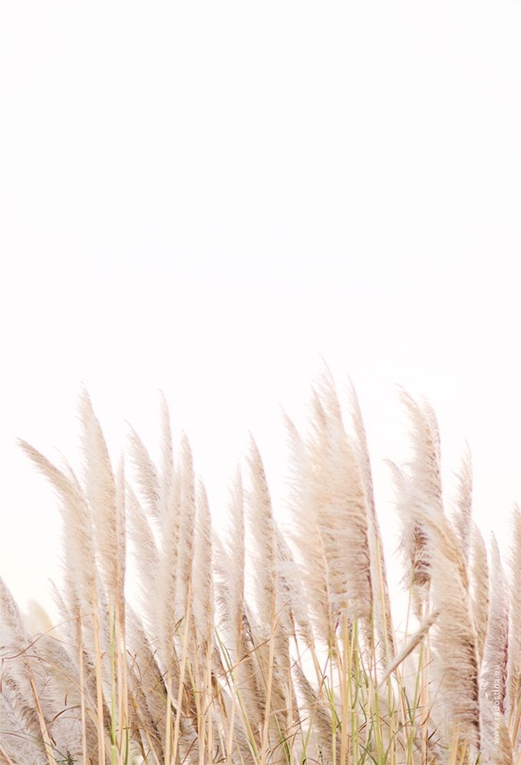 Aesthetic Caramel Wallpapers Wallpaper Cave