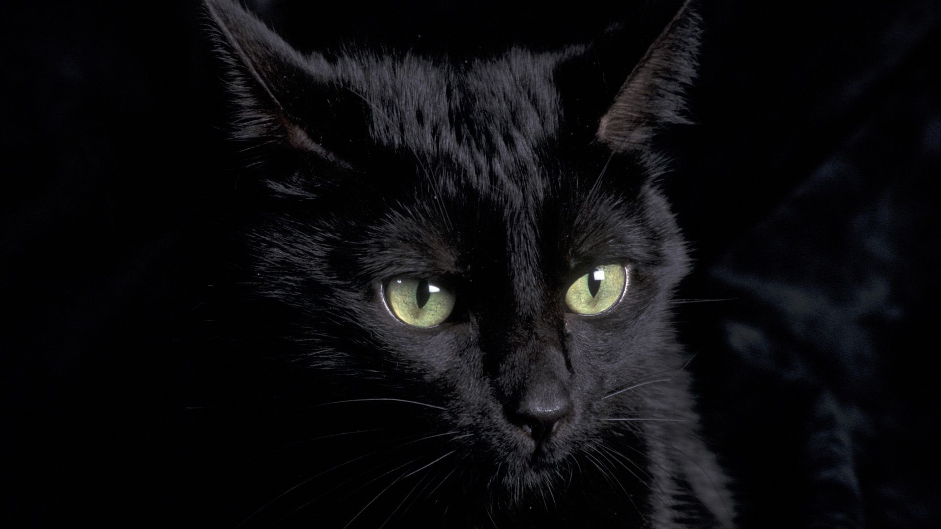 Black Kittens With Green Eyes Wallpapers Wallpaper Cave