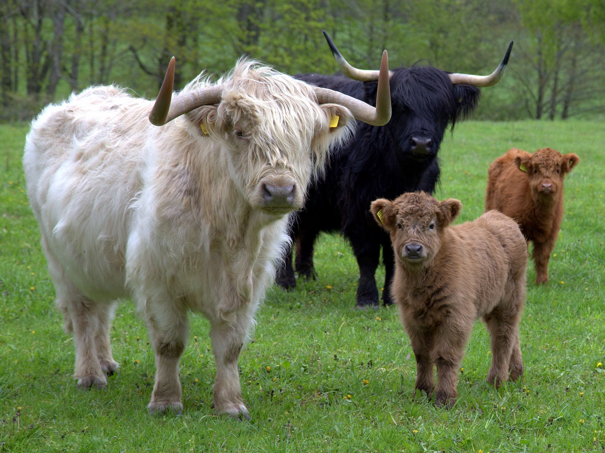 Fluffy Cows Wallpapers Wallpaper Cave