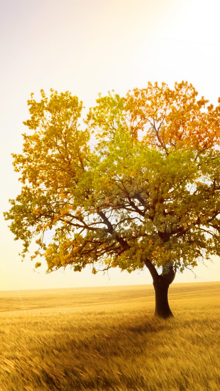 Single Tree Hd Wallpaper