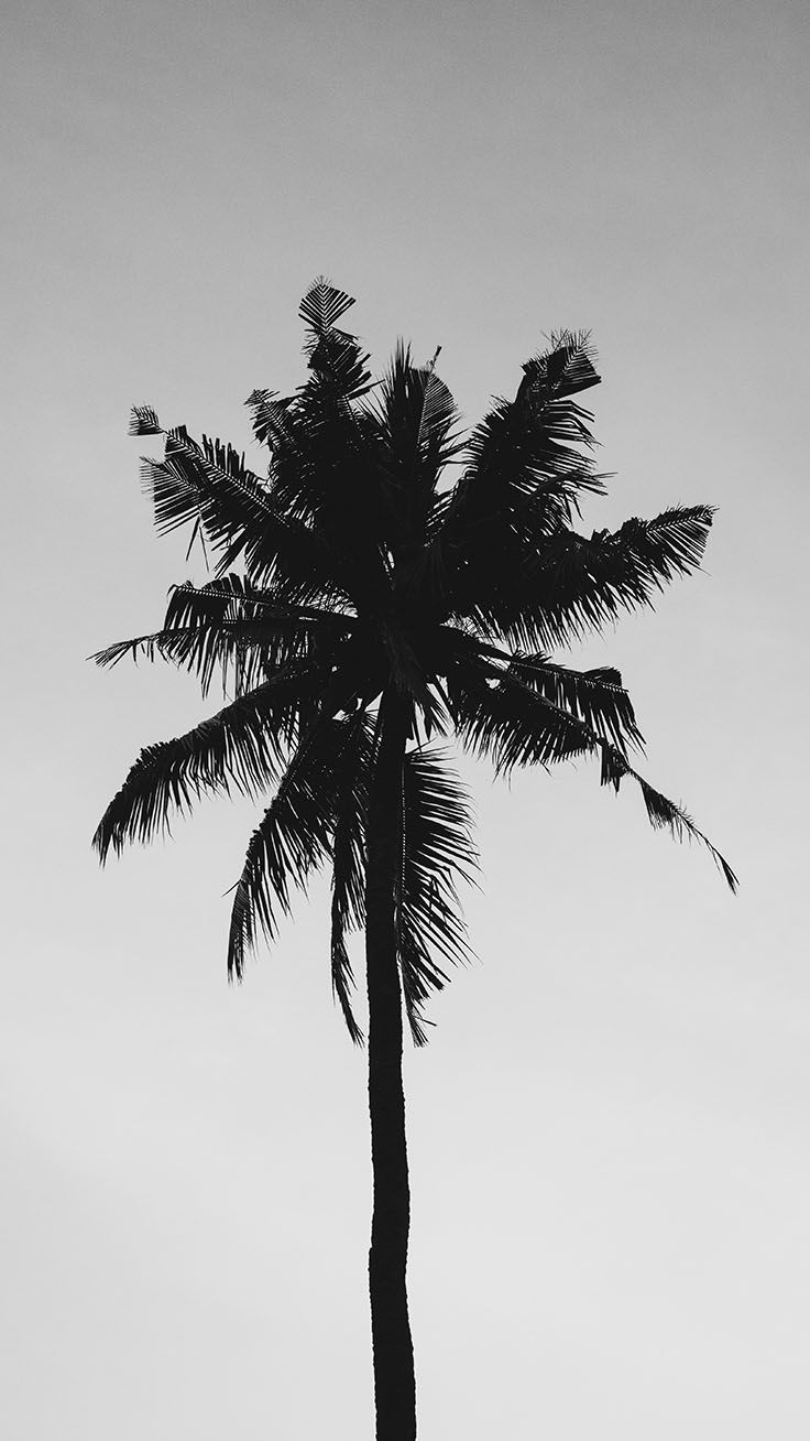 iPhone 4k Palm Trees Wallpapers Wallpaper Cave