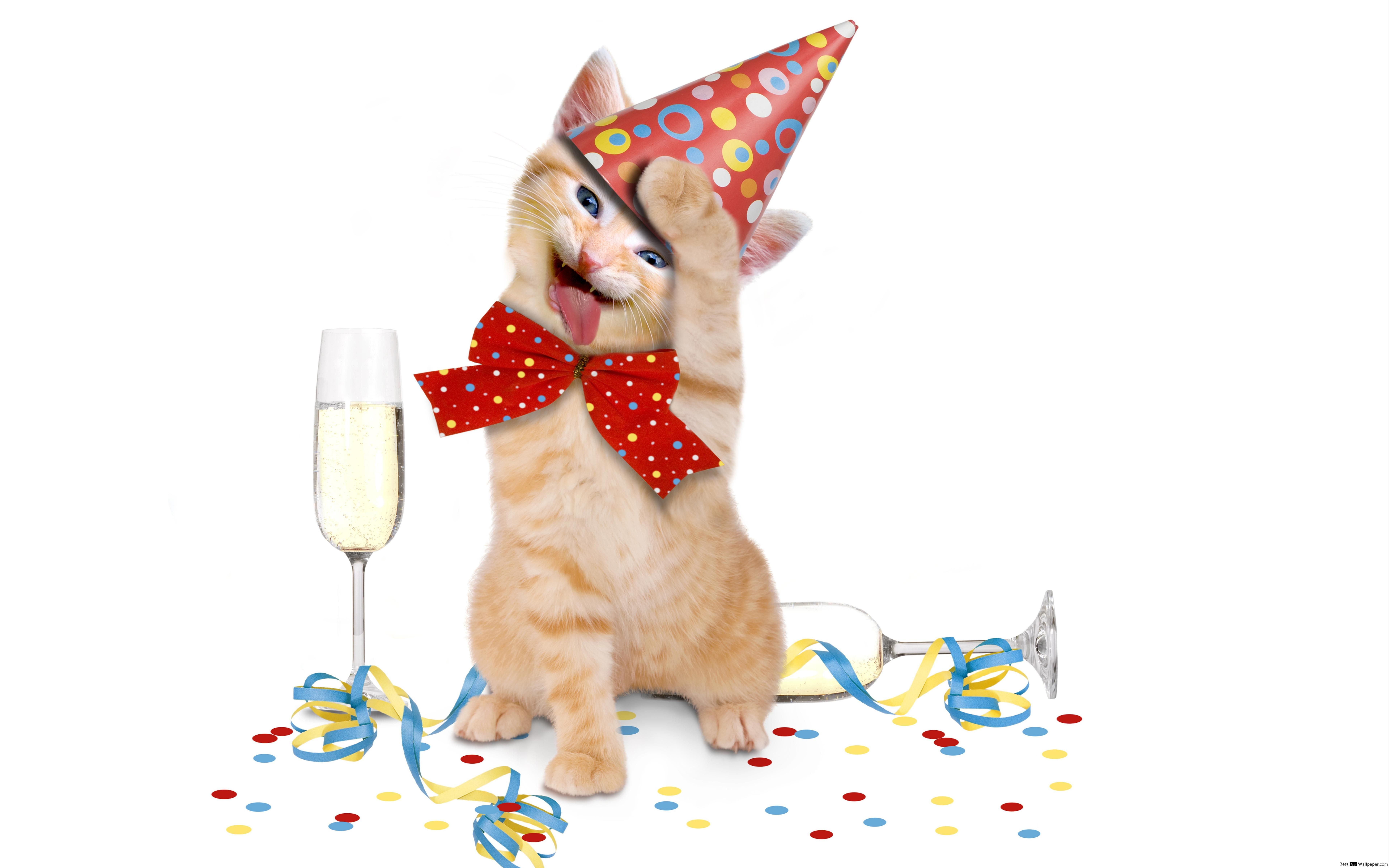 Birthday Cats Wallpapers Wallpaper Cave