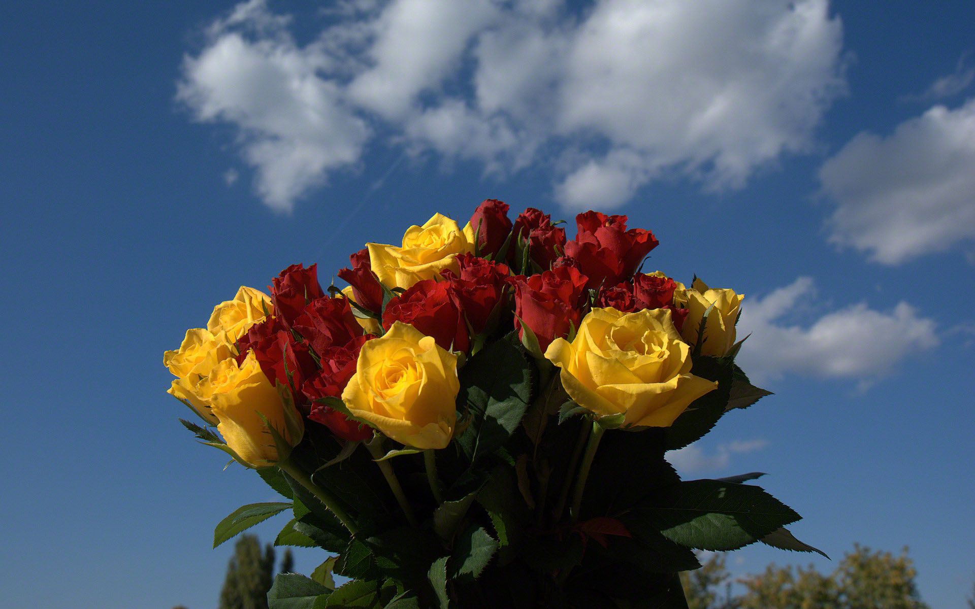 Red And Yellow Roses Flowers HD Wallpapers Wallpaper Cave